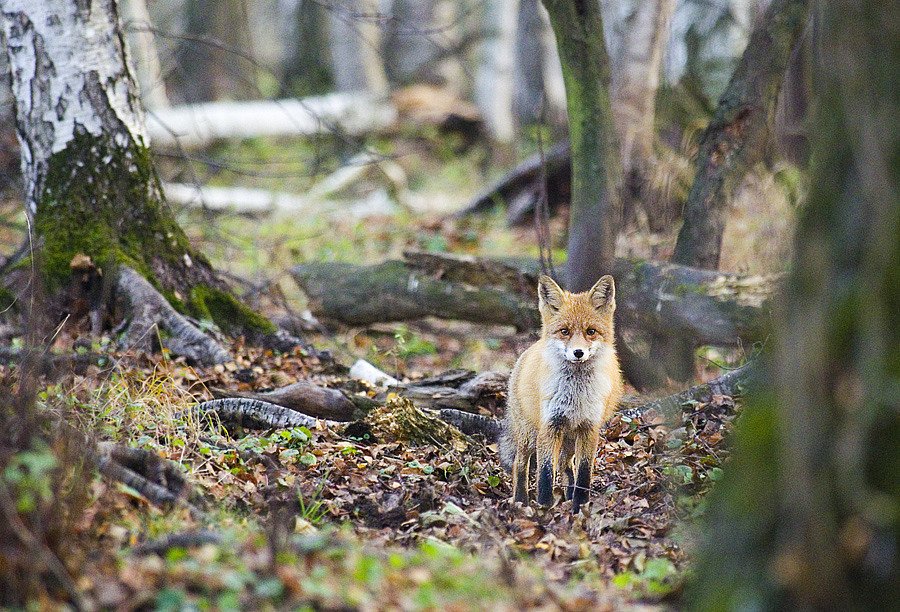 Лесная лиса фото