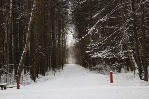 9 января, 11.00 Экскурсия "Такой знакомый лес - зимними тропами"