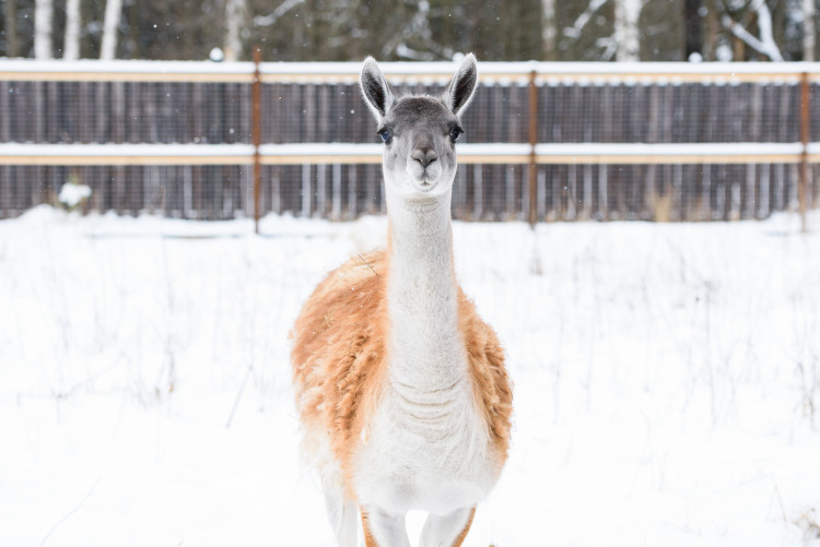 Экскурсия по вольерному комплексу Лосиной биостанции