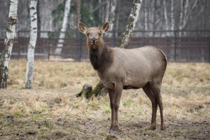 Экскурсия по вольерному комплексу Лосиной биостанции
