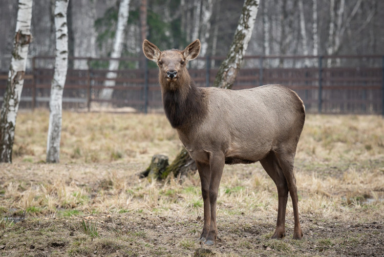 Экскурсия по вольерному комплексу Лосиной биостанции