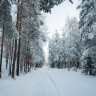 Экскурсионная программа «Дендрарий. Зимний лес» 