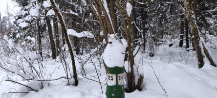 16 января, 13.00 Квест-путешествие в лесную науку "Знайка"