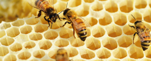Эколого-просветительская программа «История пчеловодства»