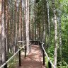 Экскурсия по экологической тропе «Леса России»