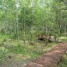 Экскурсия по экологической тропе «Леса России»