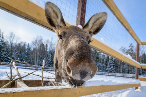 Лосиная биостанция