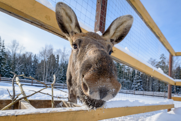Лосиная биостанция