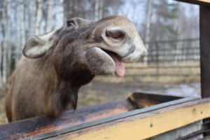 Лосиная биостанция