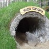 Посещение "Босоногой тропы" + осмотр экспозиции Дендрария (без экскурсовода)