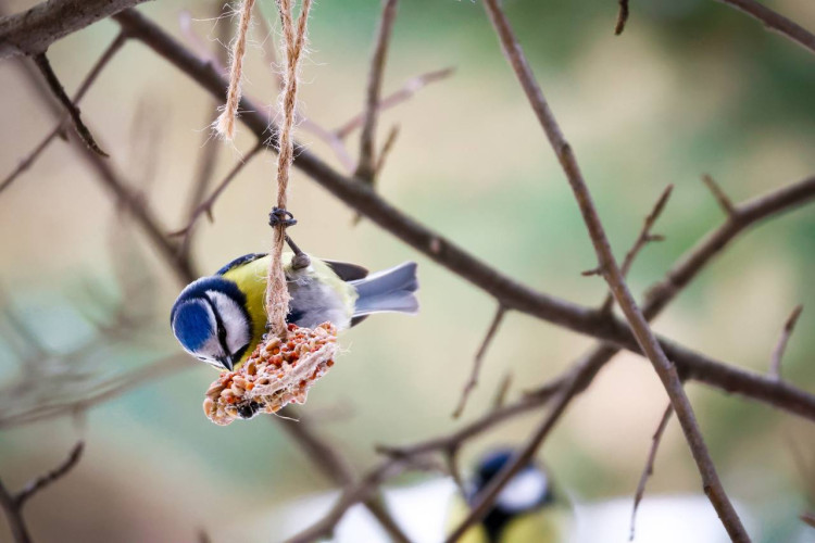 Экологическая экспозиция «Леса России» и тропа на бруствере