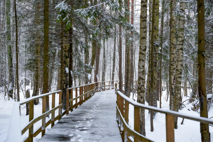 Оленья тропа