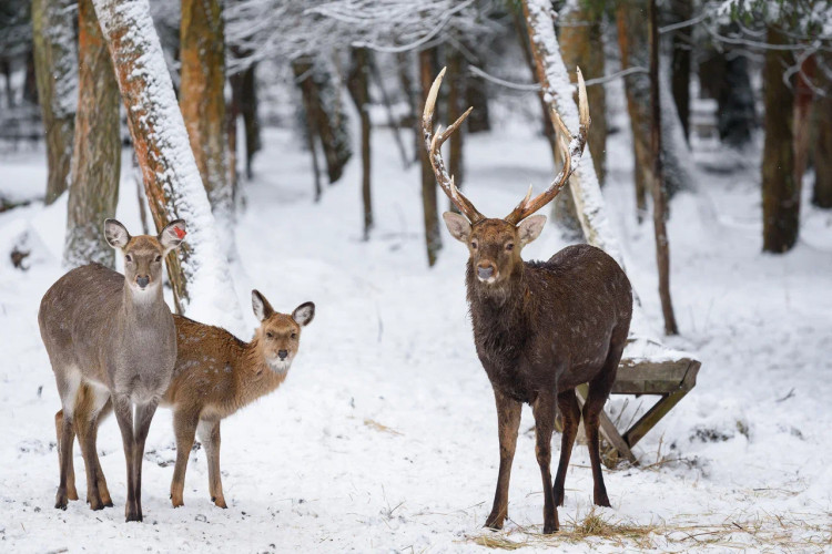 Оленья тропа