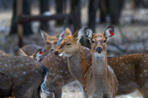 Оленья тропа
