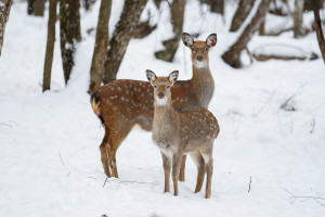 Экологическая тропа «Заповедный лес»