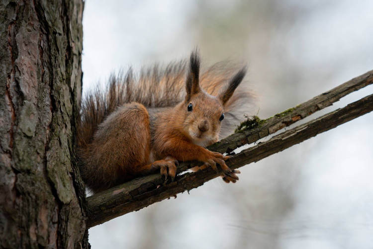 Экологическая тропа «Заповедный лес»