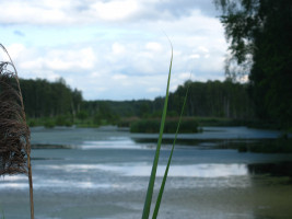 29 мая, 10.00 Экскурсия по экологической тропе «Ручейки и реки»